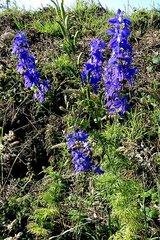 Delphinium ajacis