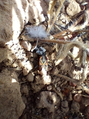 Spilostethus crudelis