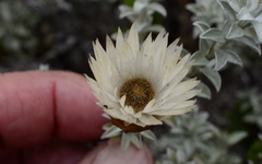 Helichrysum retortum