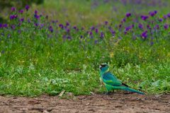 Barnardius zonarius barnardi