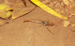 Macrobrachium asperulum