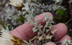 Helichrysum retortum