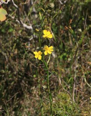 Goodenia stelligera