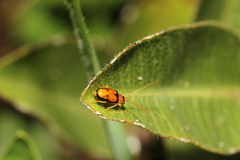 Spilocephalus bipunctatus