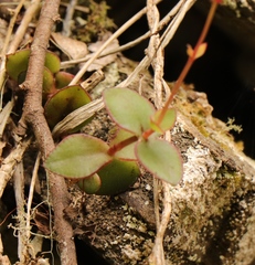 Crassula orbicularis