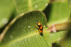 Spilocephalus bipunctatus