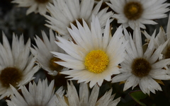 Helichrysum retortum