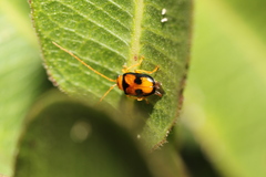 Spilocephalus bipunctatus