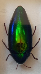 Sternocera