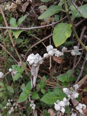 Pseudognaphalium microcephalum