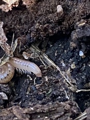 Blaniulus guttulatus