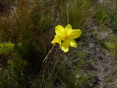 Bobartia filiformis