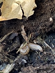 Blaniulus guttulatus