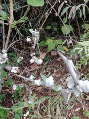 Pseudognaphalium microcephalum