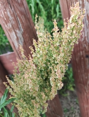 Rumex thyrsoides