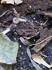 Blaniulus guttulatus