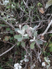 Pseudognaphalium microcephalum