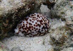 Cypraea tigris