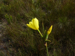 Bobartia filiformis