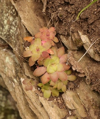 Crassula orbicularis