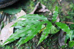 Leptochilus ellipticus