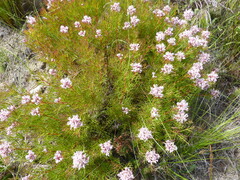 Serruria rubricaulis