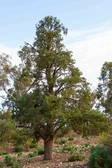 Cupressaceae