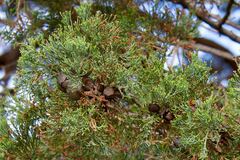 Cupressaceae