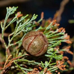Cupressaceae
