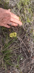 Struthiola mundii