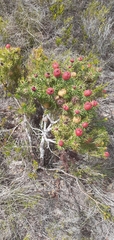 Leucadendron teretifolium