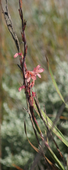 Watsonia