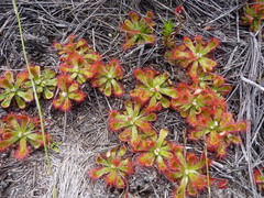Drosera esterhuyseniae