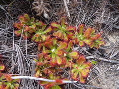 Drosera esterhuyseniae