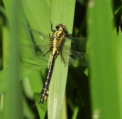 Gomphus vulgatissimus