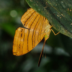 Chersonesia risa risa