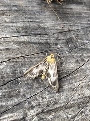 Anania hortulata