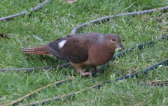 Macropygia phasianella