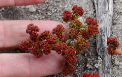 Crassula glomerata
