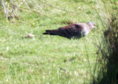 Columba guinea