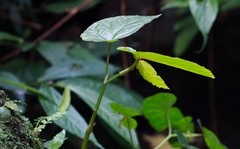 Begonia longifolia