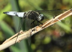 Libellula fulva