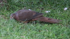 Macropygia phasianella