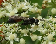 Cryptinae