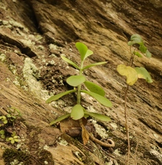 Crassula cultrata