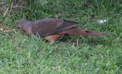 Macropygia phasianella