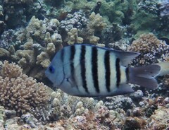 Abudefduf bengalensis