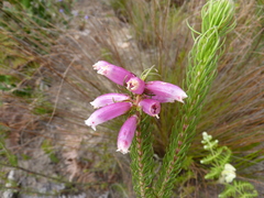 Erica viscaria