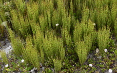 Elegia microcarpa