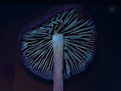 Psilocybe